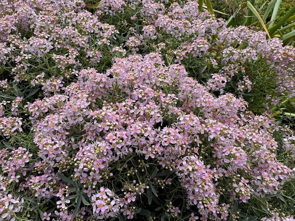 Aethionema grandiflorum